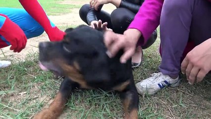 Police baby quod Spiderman, Frozen Elsa, Joker, Catwomen escape Fun Superheroes