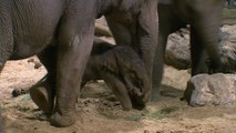 Naissance à Pairi Daiza