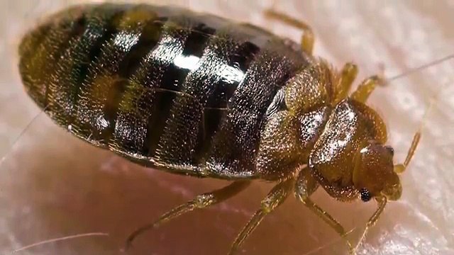 How To Find Out If You Have Bed Bugs Discreetly - Surge Protector Bed Bug Trap Review