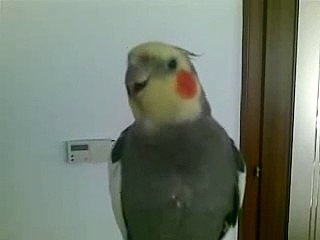 Sultan Papagani Boncuk Konusuyor