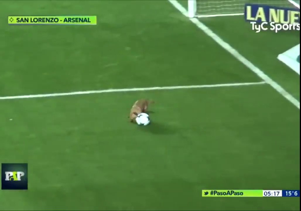 Match de Foot interrompu à cause d'un chien qui joue avec le ballon !