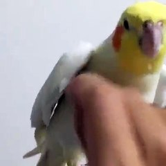 sultan papağanı süper ötüyor