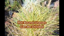 Make Your Ornamental grass clumps into more plants by Dividing The Clumps