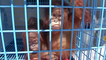 Two Endangered Baby Orangutans Rescued From Smugglers