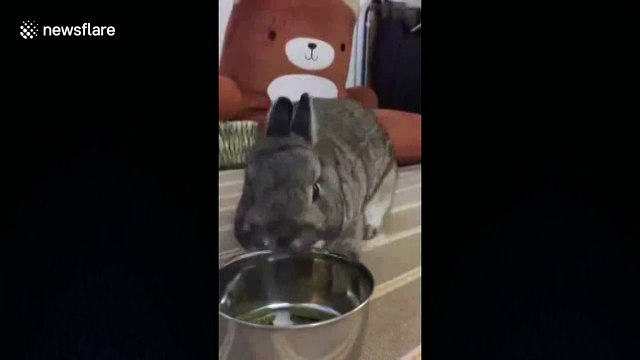 Angry bunny tosses bowl of food away