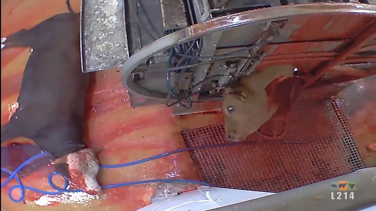 Découvrez pourquoi Arielle Dombasle refuse de manger les animaux
