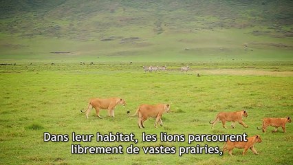 Casey Affleck lève le rideau sur la cruauté des cirques pour PETA