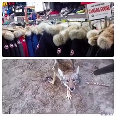 Chez Canada Goose chaque doudoune est cousue de souffrances