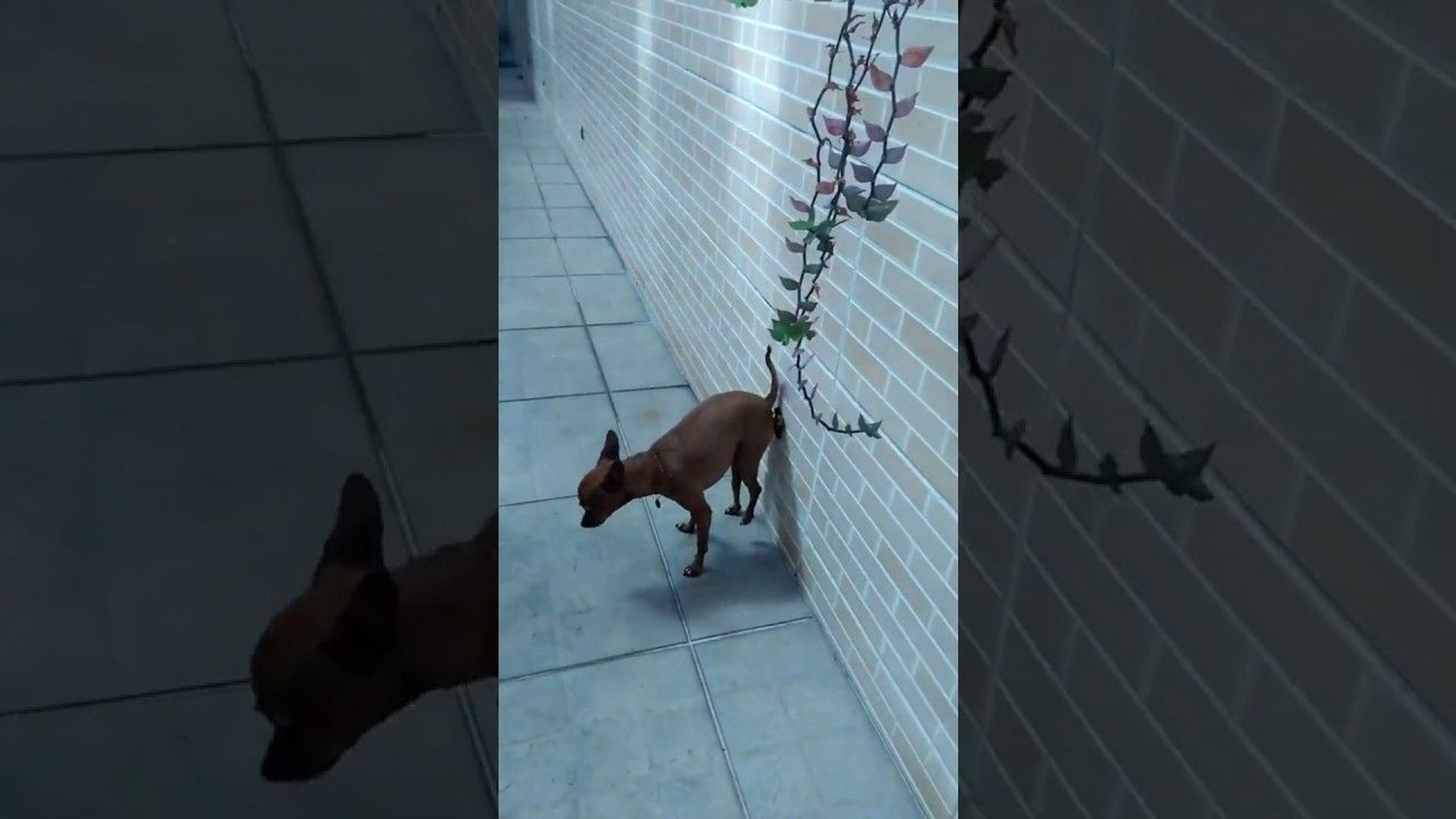 Un chien fait caca contre un mur - Vidéo Dailymotion