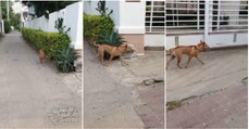 Cão de guarda na Tailândia tem uma forma muito estranha de pegar ao serviço
