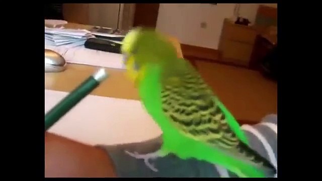 BIRDS CURSING COMPILATION AFRICAN GREY PARROT SWEARING MACAW CUSSING BUDGIE VULGAR COCKATOO