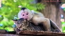 Monkeys VS CATS (HD) [Funny Pets] Funny Videos of Animal Compilation