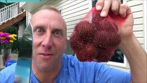 Eating Freaky Dragon Fruit Challenge Freak Family Summer Vacation Vlog #10 Hidden Egg