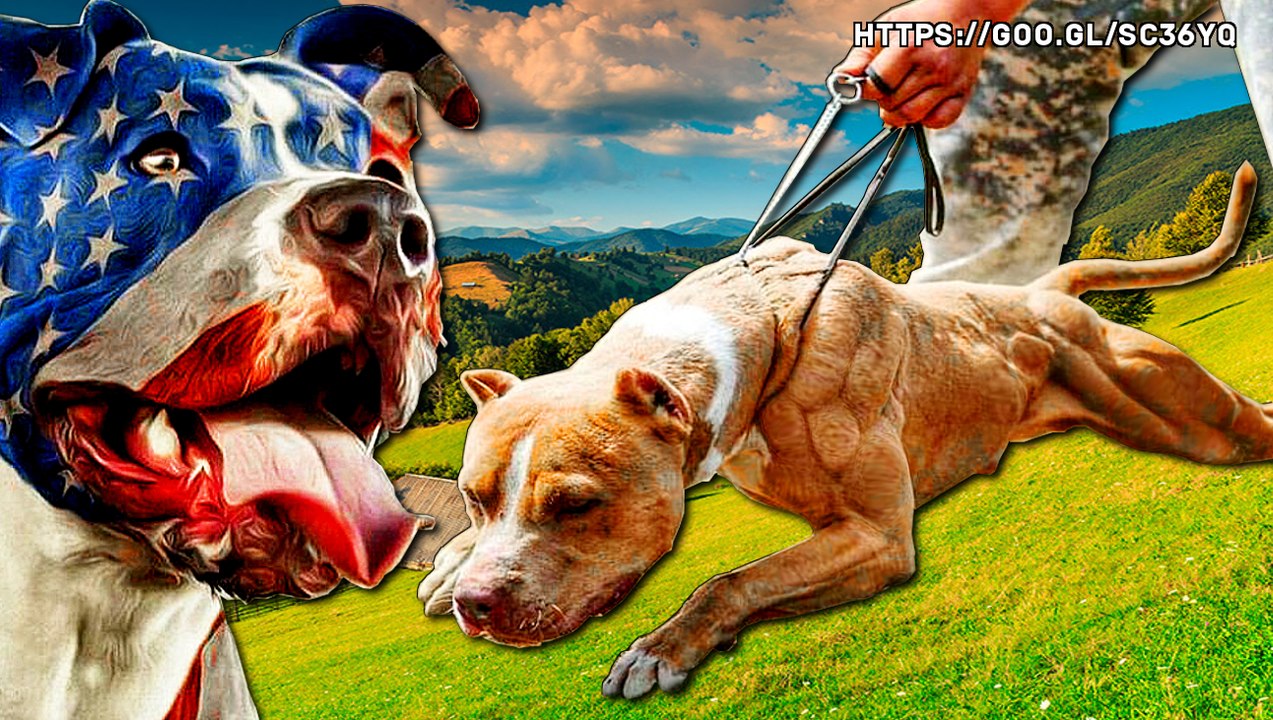 EL PITBULL GAMENESS APBT (La agresividad no es lo mismo que el gameness)