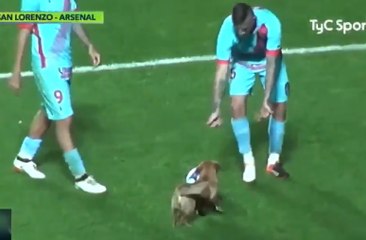 Quand un chien s'incruste sur la pelouse et ne veut plus lâcher le ballon !