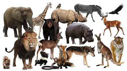 Kafshët e egra për fëmijë