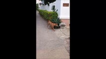 ¡Cómo entra este perro a su casa!