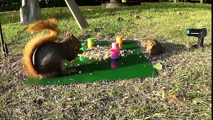 Esquilo Vinga-se De Outro Esquilo Que Tentava Roubar-lhe a Comida