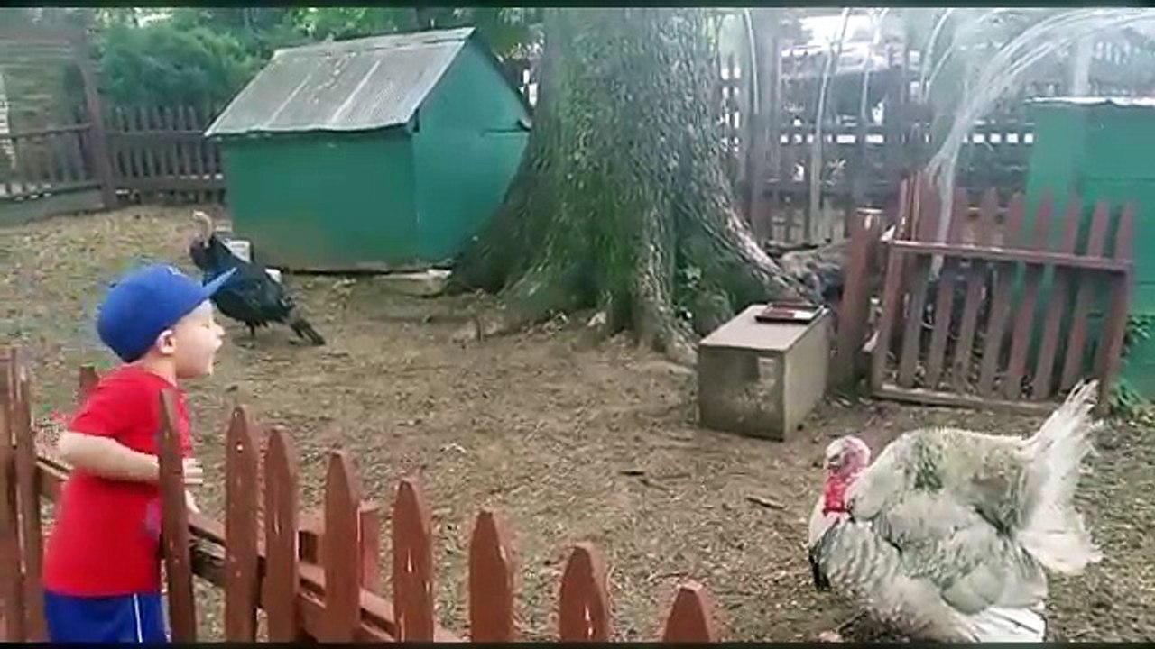 Funniest Gobbling Turkey Video Compilation November 2016 | Funny Pet Videos