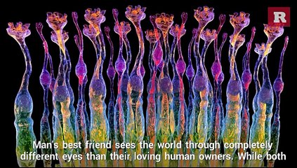 Dog's vision is different than human | Rare Animal