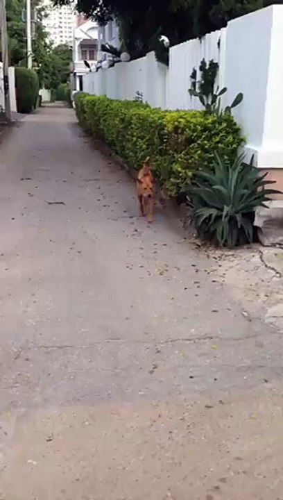 Un chien retourne à la maison d'une façon spectaculaire !