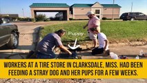 Puppy Rescued from Underground Drain Pipe in Mississippi
