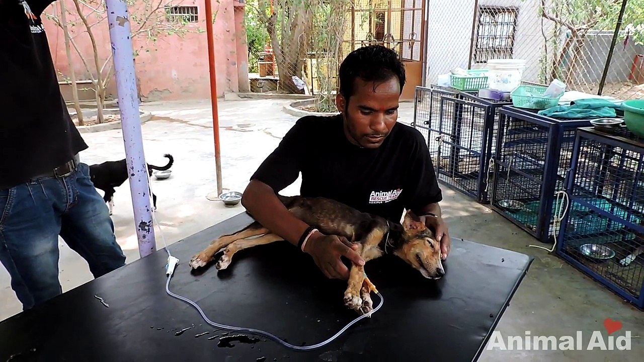 Collapsed street puppy recovers from distemper
