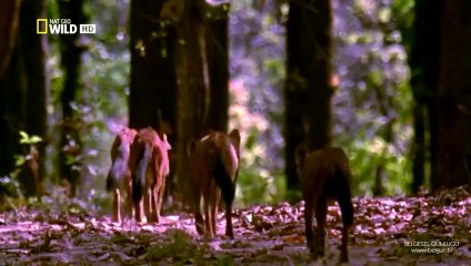 Muteşem Yırtıcılar Asya Vahşi Köpekleri