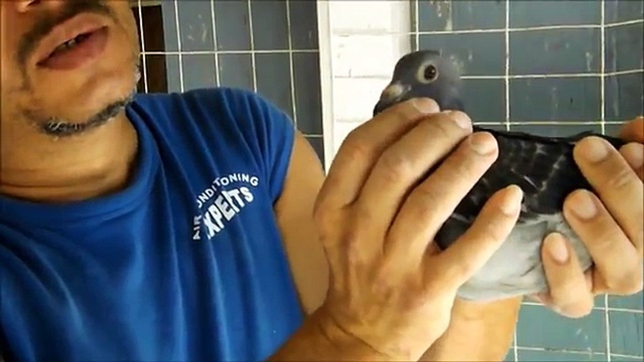 TITO LOFT - SPRING HILL - Racing Pigeons and Flights