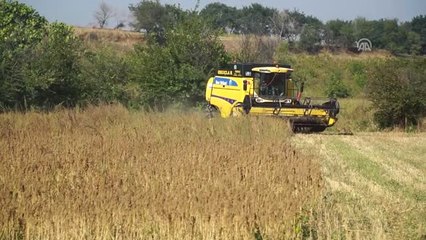 Yılın Son Kinoa Hasadı Yapıldı