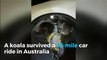 Koala survives 10-mile Australia trip in wheel arch
