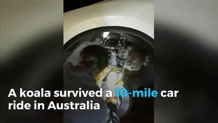 Koala survives 10-mile Australia trip in wheel arch