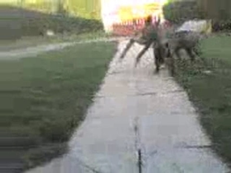 2 bull terrier
