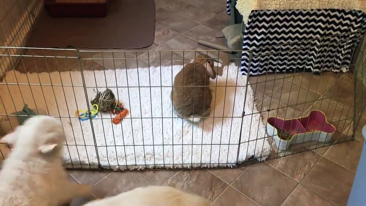 Des chiots veulent absolument jouer avec un lap...