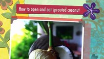 How to open and eat sprouted coconut, coconut sprout