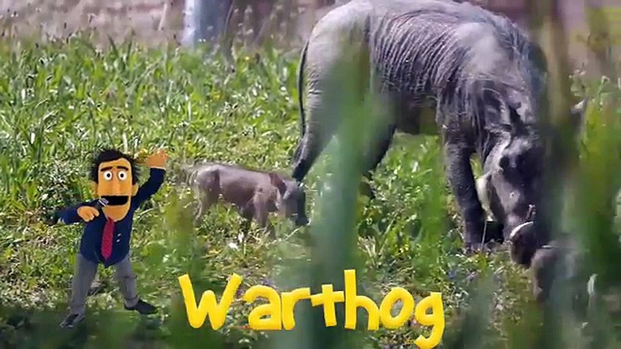 Finger Family Nursery Rhymes | Animal Finger Family Songs Collection | Learn Wild Animals