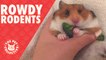 Rowdy Rodents | Funny Pet Video Compilation 2017