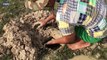 Amazing Muddy soil Hole Trap - Smart Man Build Fish Trap By Muddy soil- Get Alot of Fish 100%