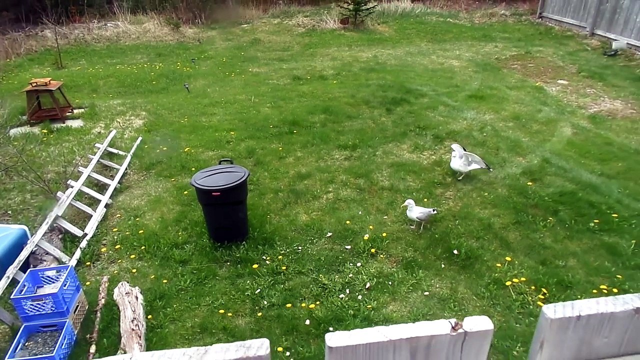 Crows trying to kill Seagulls Birds gone crazy