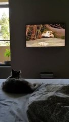 Un chat excité par un oiseau à la télévision !