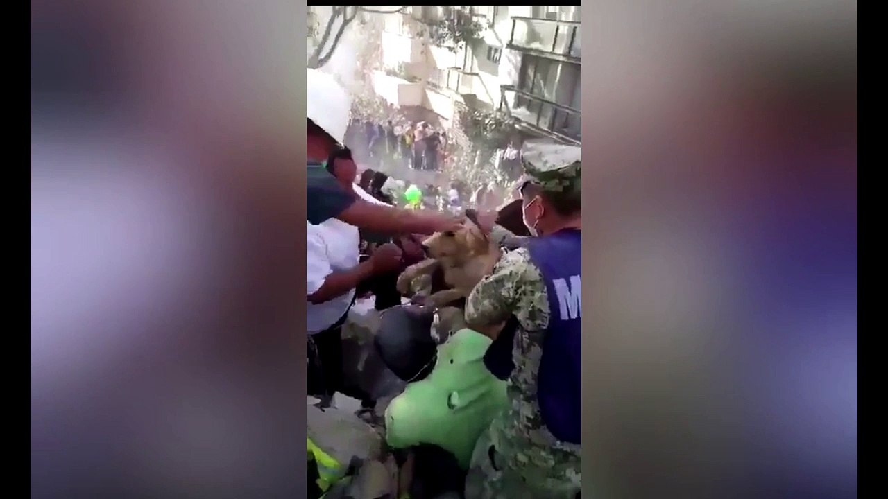 MEXICO: RESCATE DE UN PERRO EMOCIONA A LAS REDES SOCIALES