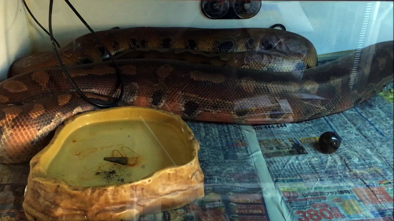 ネロとブラッドパイソン