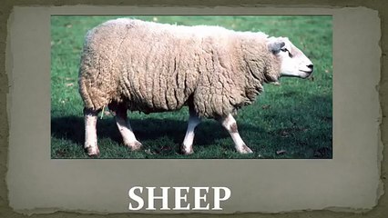 Talking Flashcards - Animals and Their Sounds