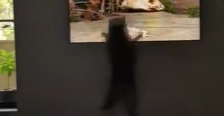 These 4K TVs Are Too Lifelike