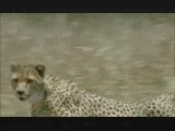 NATURE | The Cheetah Orphans | Learning to Hunt | PBS