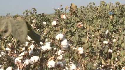 Manisa - Özel)'beyaz Altın' Hasada Hazırlanıyor