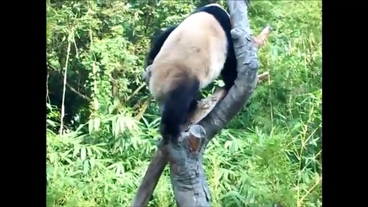 Funniest Panda Videos EVER