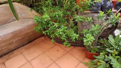 Crushed by Giant COCONUT CRAB