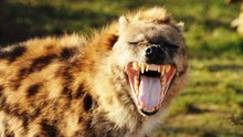 BBC   Самые опасные животные в мире  стайные охотники