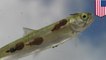 Sea lice wreaking havoc in salmon farms around the world - TomoNews